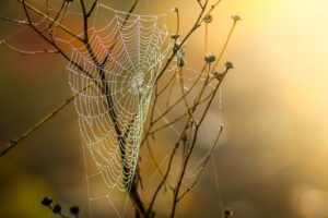 web面接で好印象を与える背景の選び方は？
