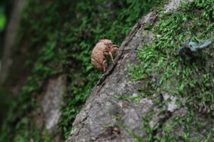 退職願と退職届の違いは何ですか？